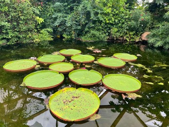 Photo of Pond with beautiful Queen Victoria's water lily leaves