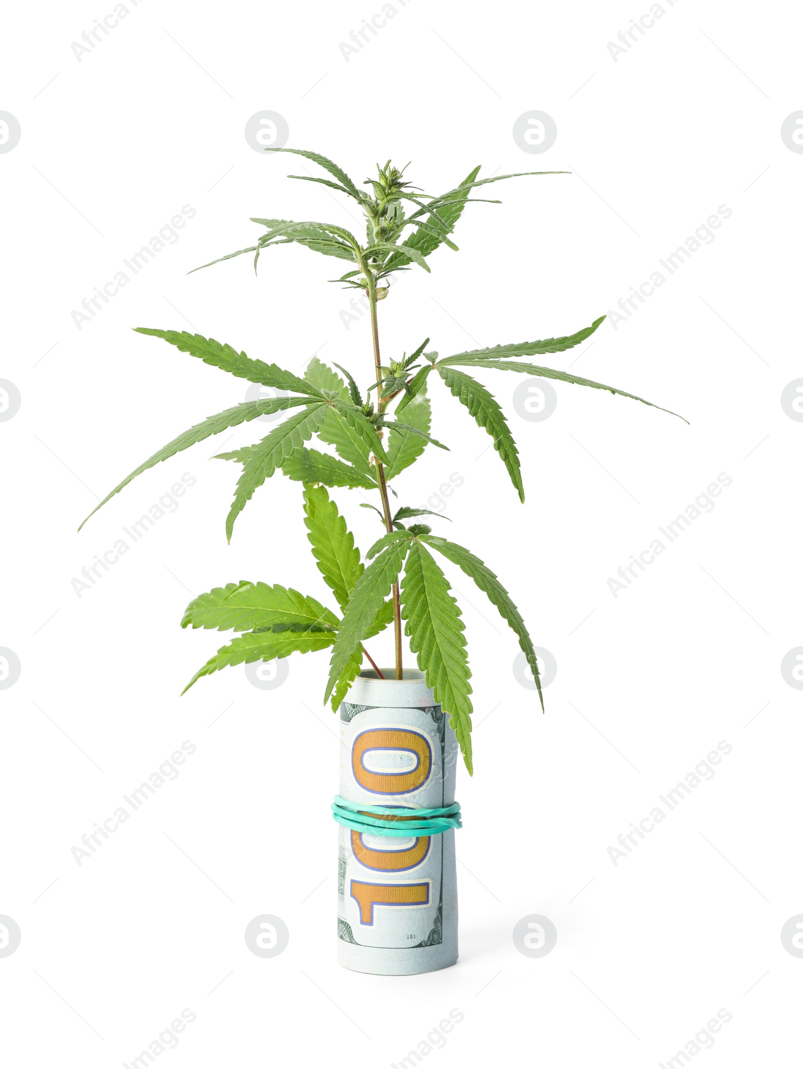 Photo of Hemp plant and rolled money on white background