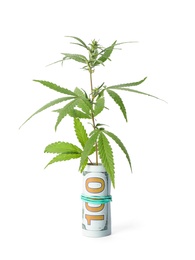 Photo of Hemp plant and rolled money on white background