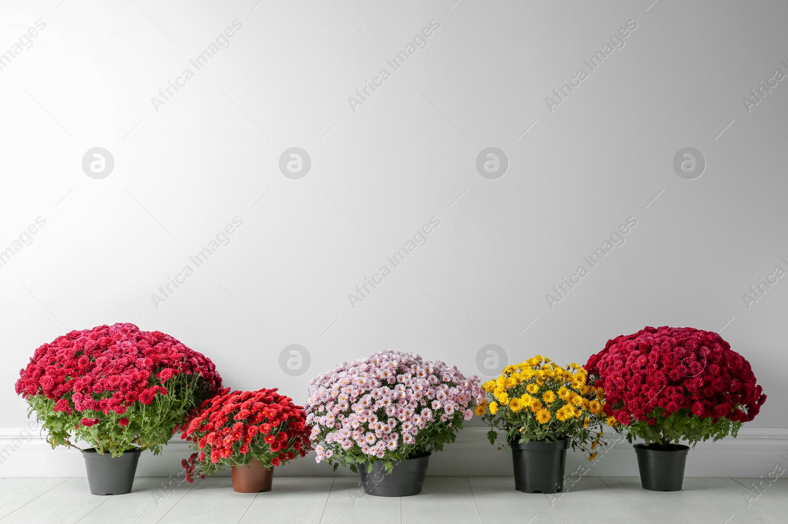 Photo of Beautiful composition with chrysanthemum flowers near white wall. Space for text