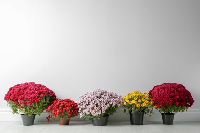 Photo of Beautiful composition with chrysanthemum flowers near white wall. Space for text