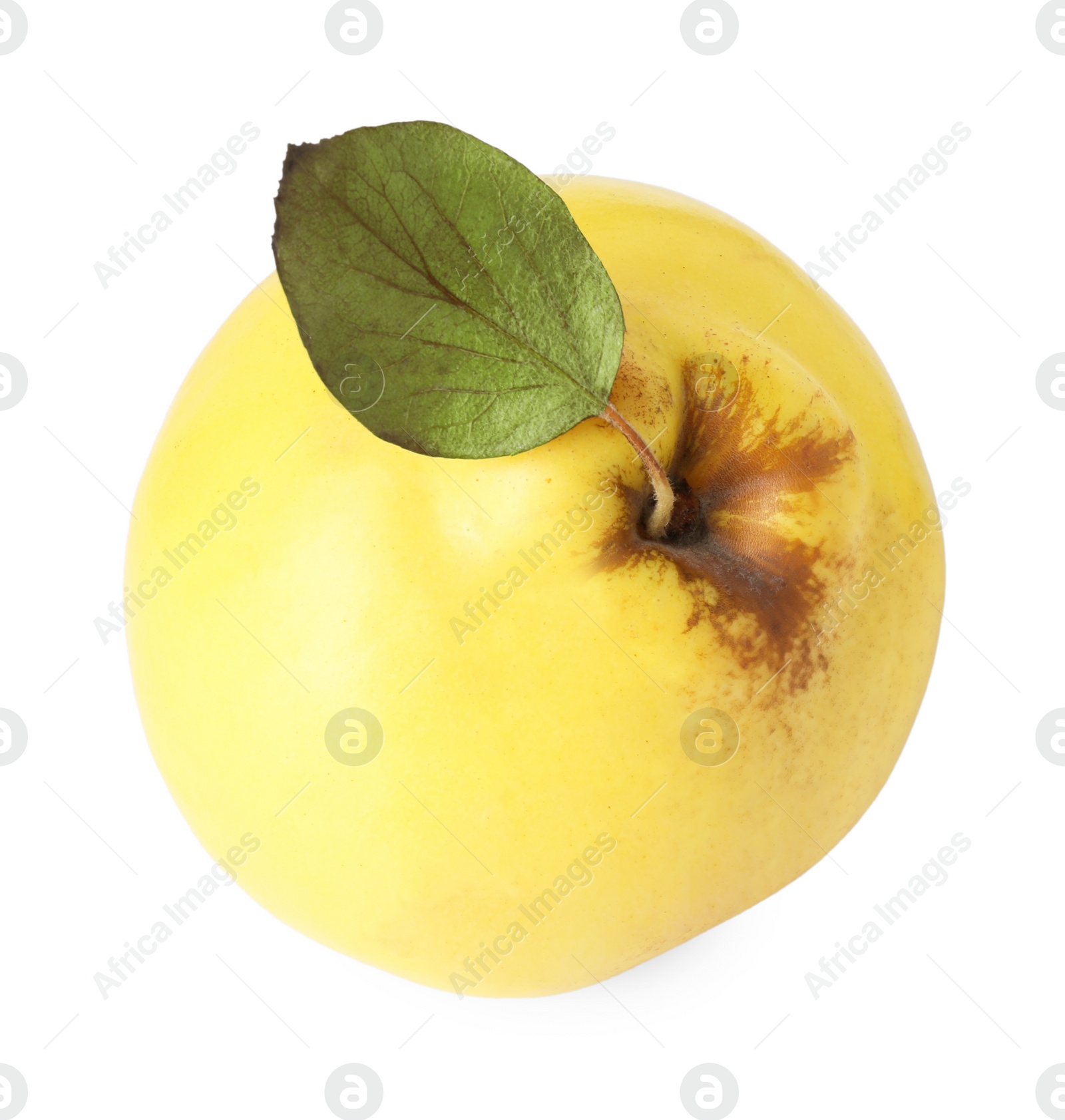 Photo of Fresh ripe quince fruit with leaf isolated on white