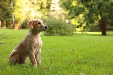 Photo of Cute Labrador Retriever puppy sitting on green grass in park, space for text