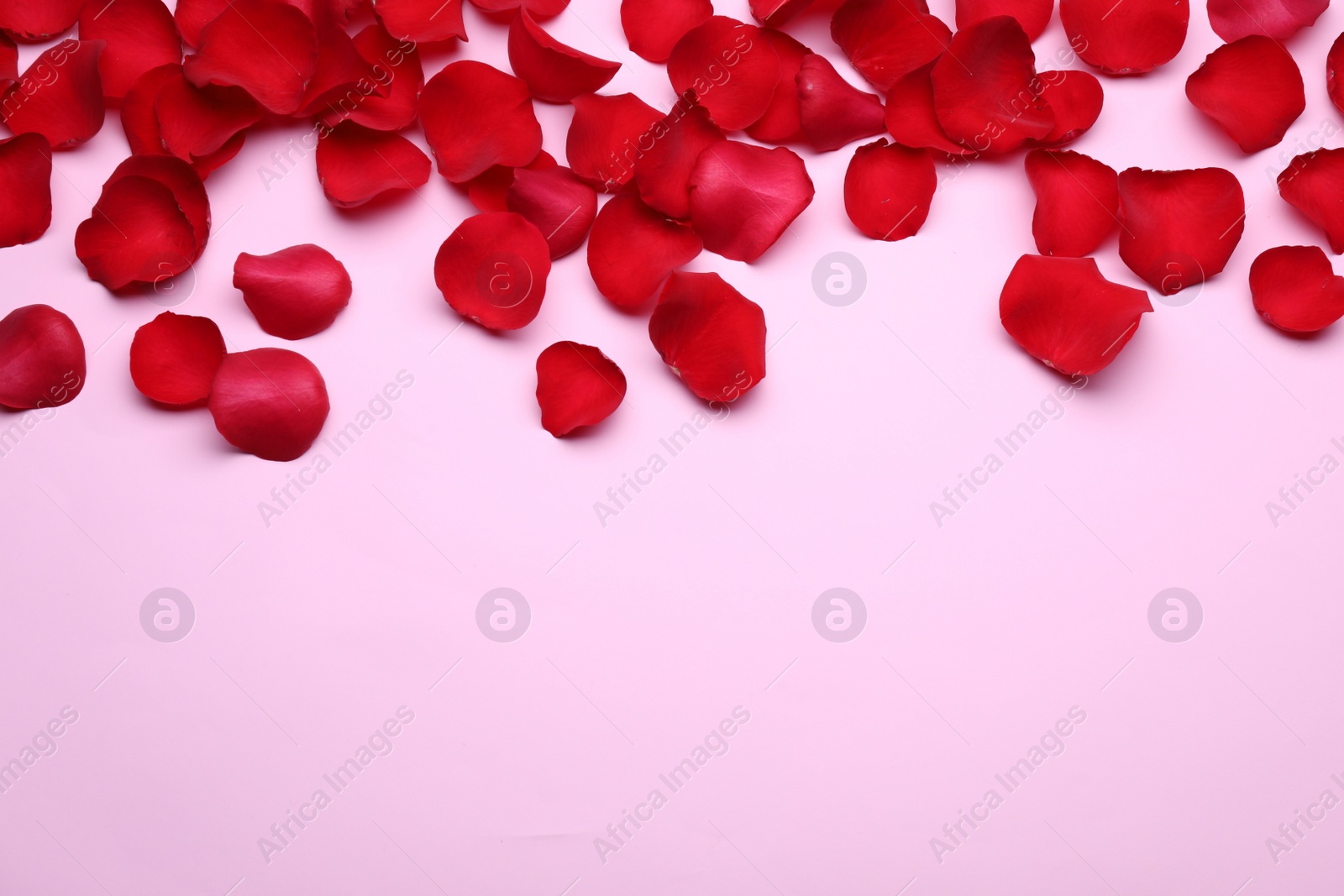 Photo of Beautiful red rose flower petals on pink background, flat lay. Space for text