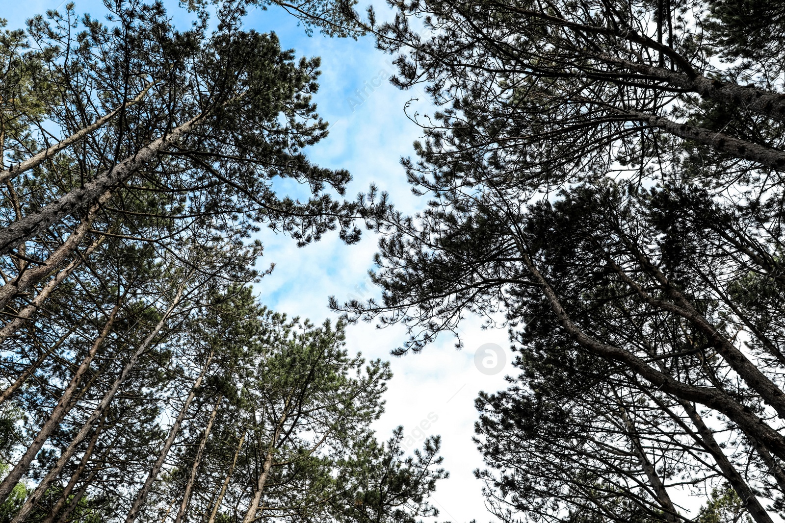 Photo of Beautiful conifer forest on spring day, low angle view