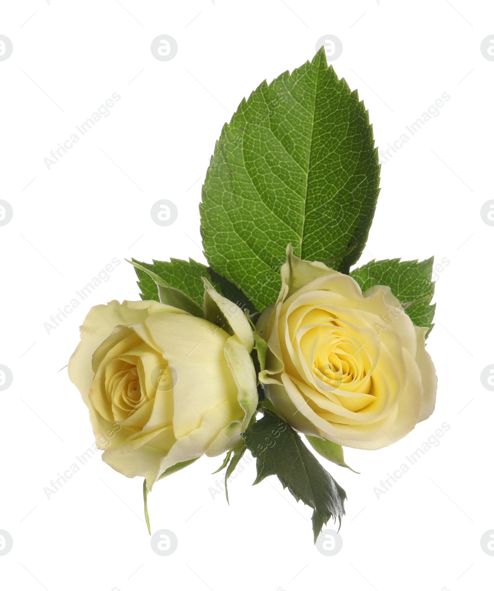 Photo of Beautiful fresh yellow roses with leaves isolated on white