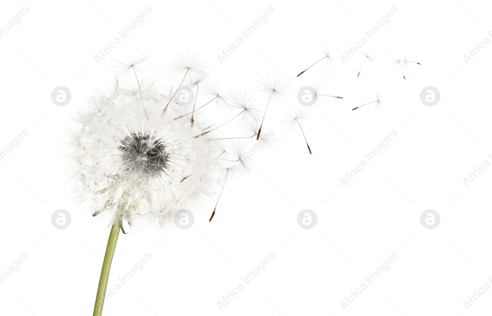 Image of Beautiful puffy dandelion blowball and flying seeds on white background