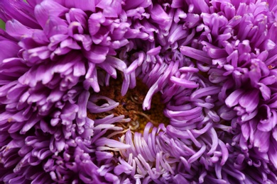 Photo of Beautiful purple aster as background, closeup. Autumn flower