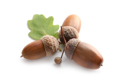 Photo of Oak twig with acorns and leaf on white background