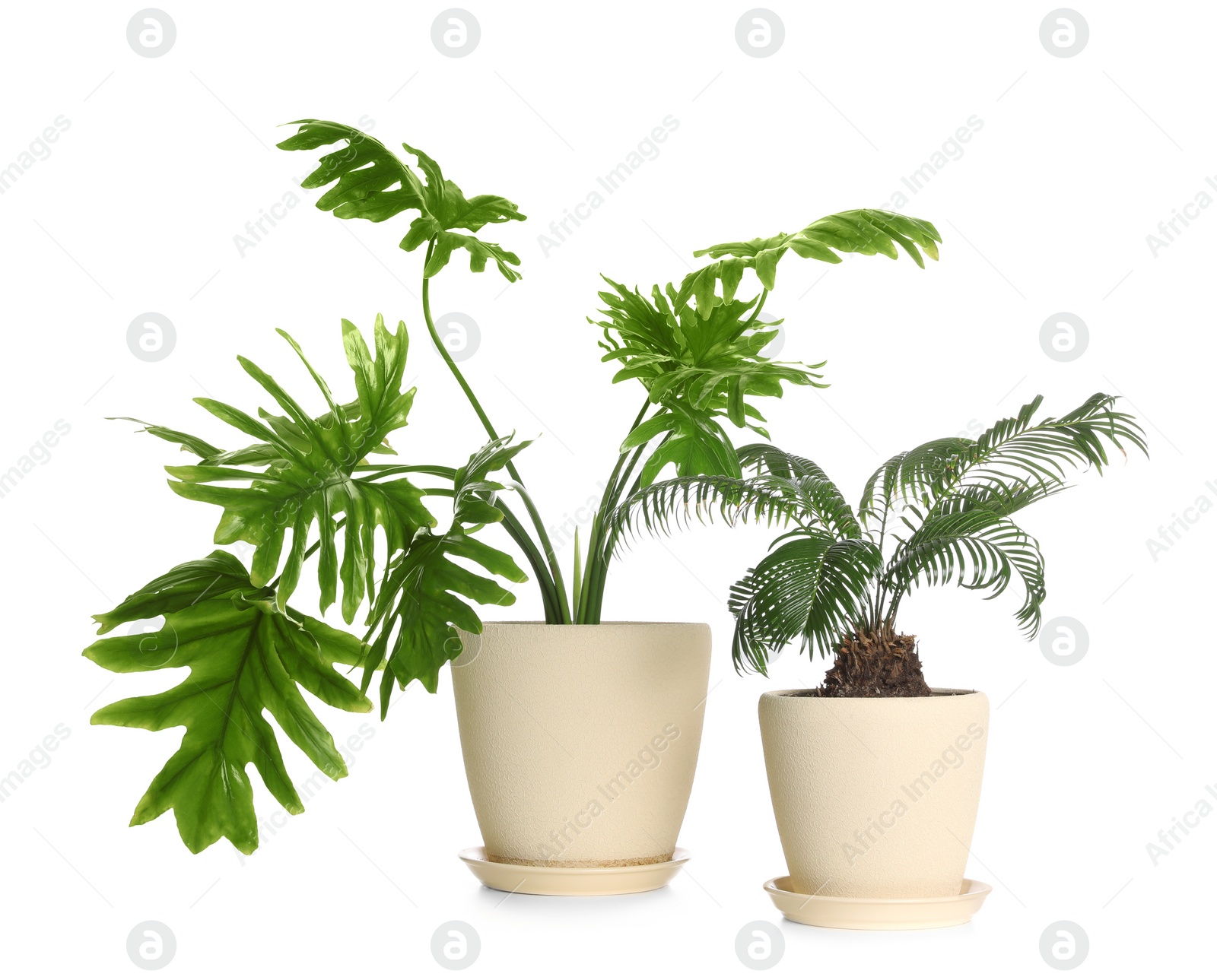 Photo of Pots with different exotic plants isolated on white. Home decor