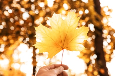 Woman holding beautiful autumn leaf in park