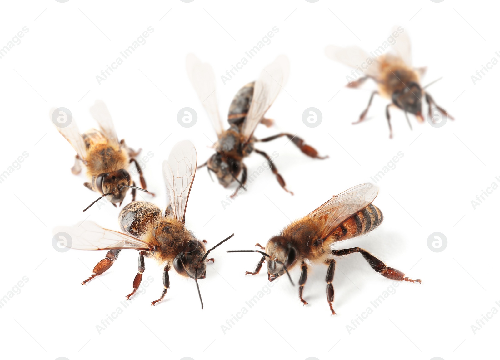 Photo of Beautiful honeybees on white background. Domesticated insects