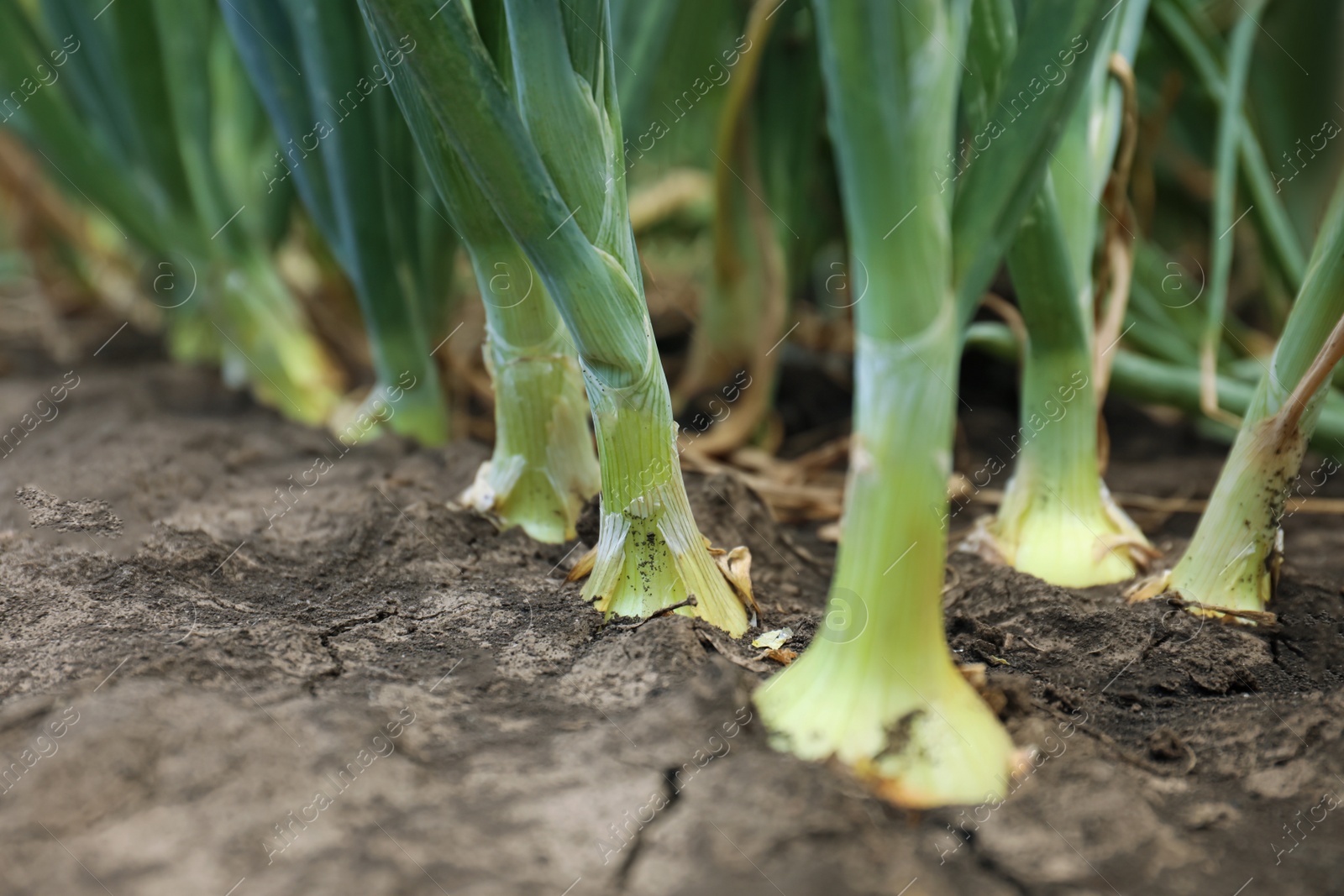 Photo of Green onions growing in field, closeup. Harvest season