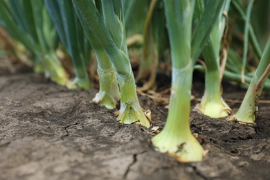 Photo of Green onions growing in field, closeup. Harvest season