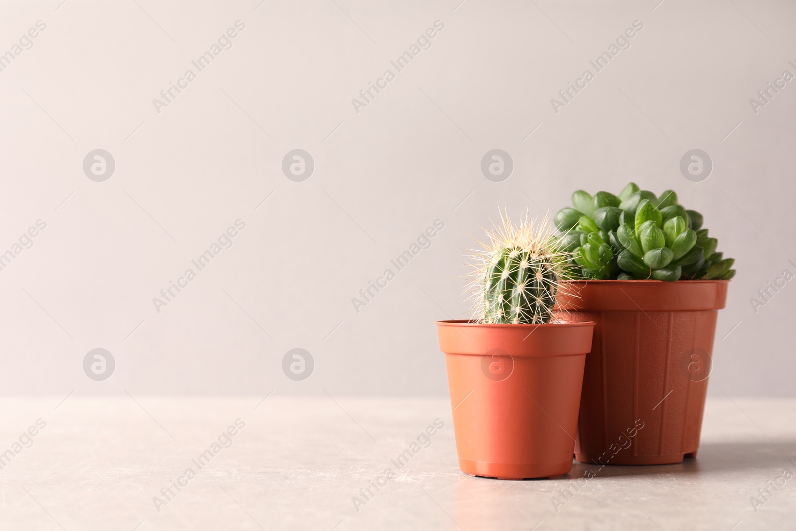 Photo of Beautiful succulent plants in pots on table against light pink background, space for text. Home decor