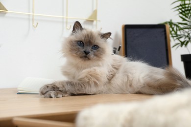 Photo of Beautiful birman cat lying on wooden table indoors