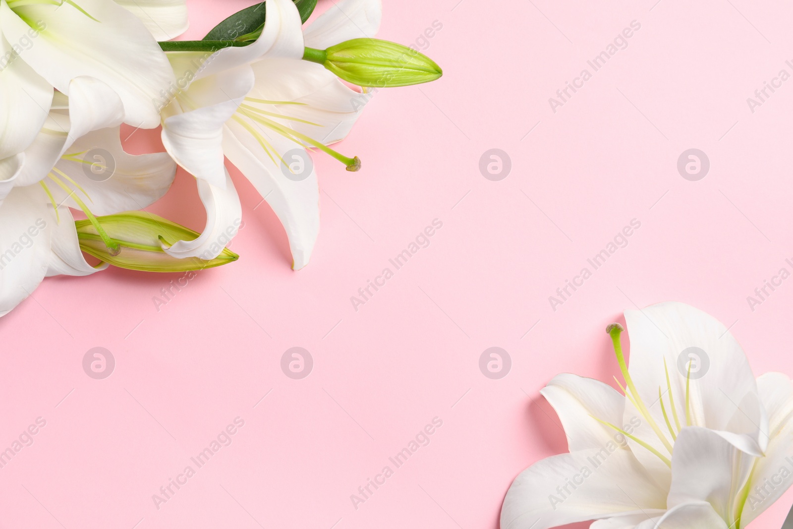 Photo of Beautiful white lily flowers on pink background, flat lay. Space for text