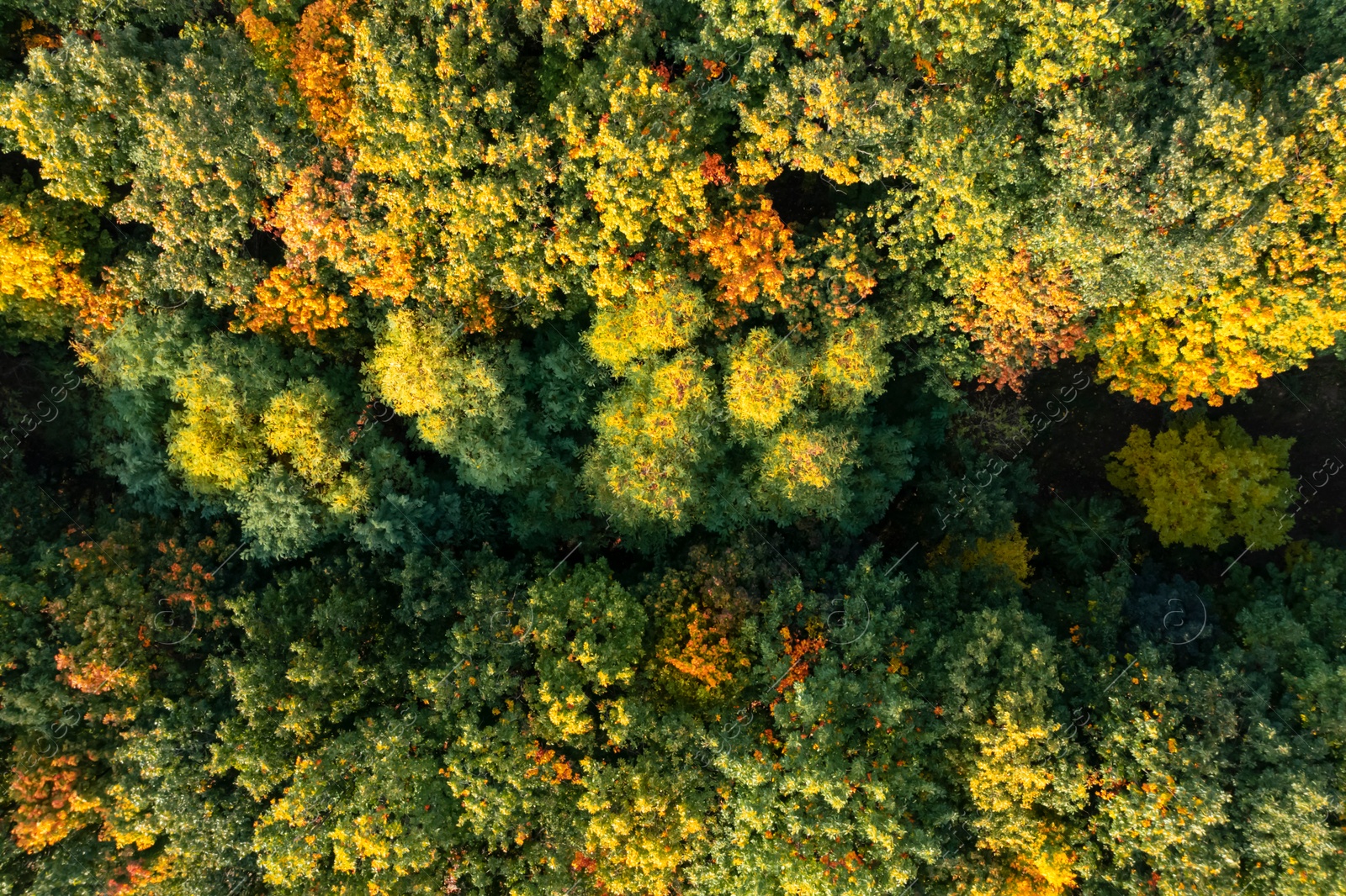 Image of Aerial view of beautiful forest on autumn day