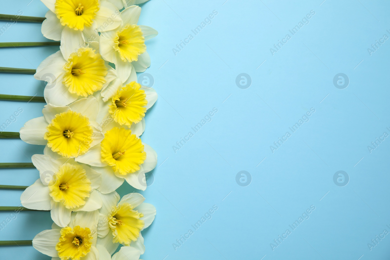 Photo of Flat lay composition with daffodils and space for text on color background. Fresh spring flowers