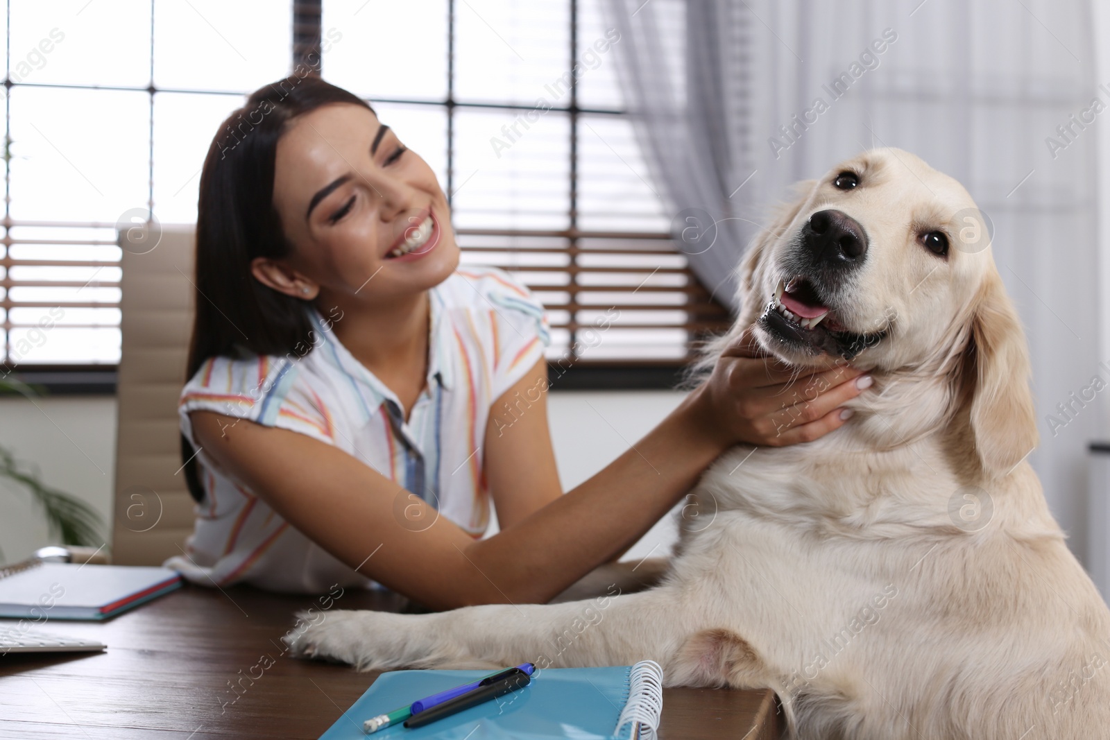 Photo of Young woman working at home office and stroking her Golden Retriever dog