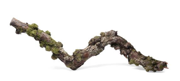 Photo of Dry tree branch with moss isolated on white