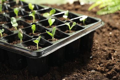 Photo of Seedling tray with young vegetable sprouts on ground outdoors