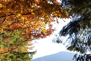 Different beautiful trees near mountain on sunny autumn day