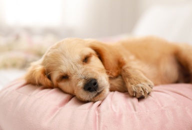 Photo of Cute English Cocker Spaniel puppy sleeping on pillow indoors