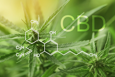 Closeup view of green hemp plant and CBD formula
