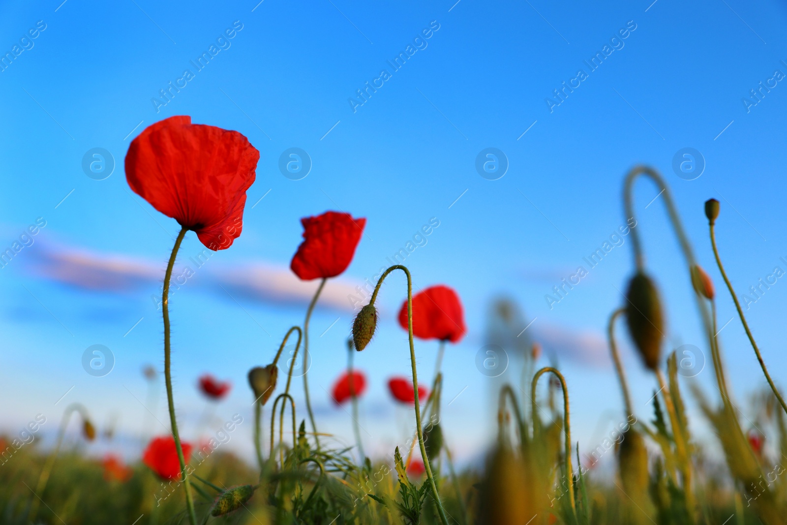 Photo of Beautiful blooming red poppy flowers in field against blue sky