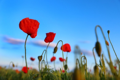 Beautiful blooming red poppy flowers in field against blue sky
