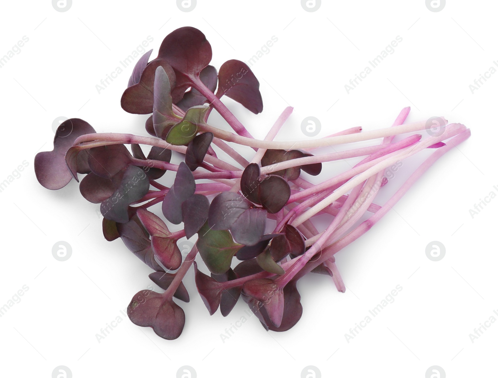 Photo of Fresh organic radish microgreens on white background, top view