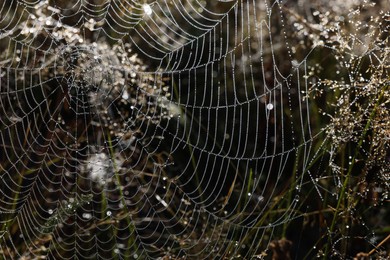 Beautiful cobweb with dew drops on grass in morning