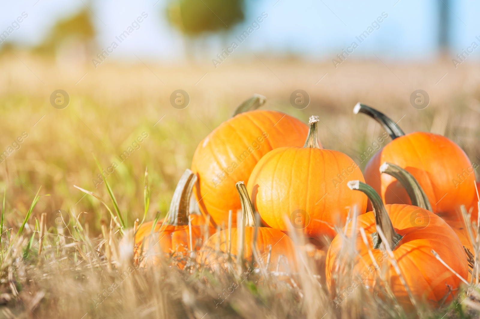 Photo of Many ripe orange pumpkins in field, space for text