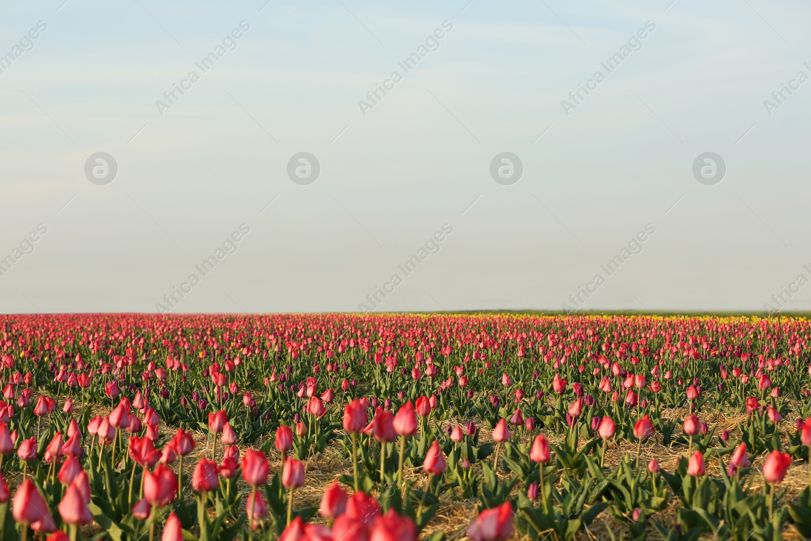 Photo of Field with fresh beautiful tulips. Blooming flowers