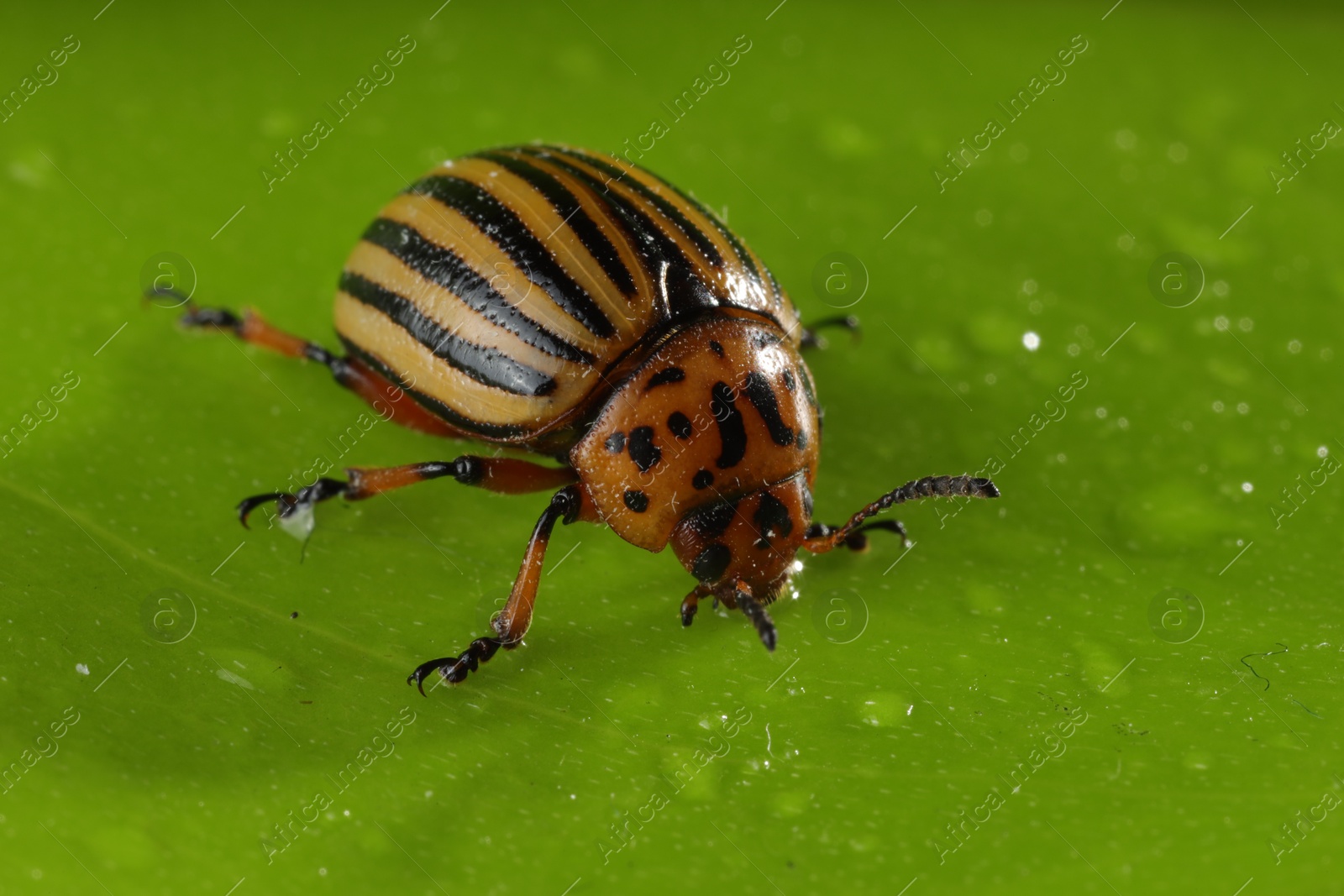 Photo of One colorado beetle on green leaf, macro view