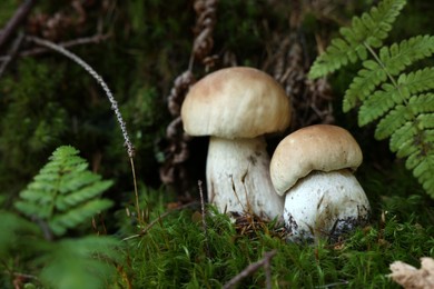 Photo of Fresh porcino mushrooms growing in forest, closeup