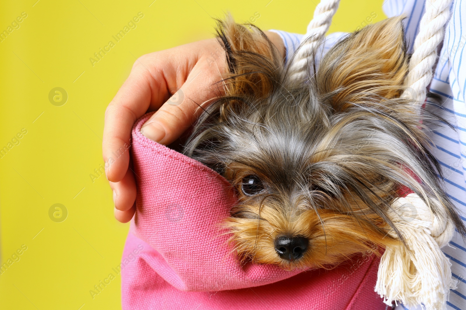 Photo of Woman holding pink bag with Adorable Yorkshire terrier on yellow background, closeup. Cute dog