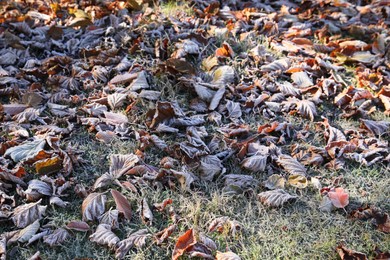 Photo of Beautiful autumn leaves on grass covered with frost outdoors