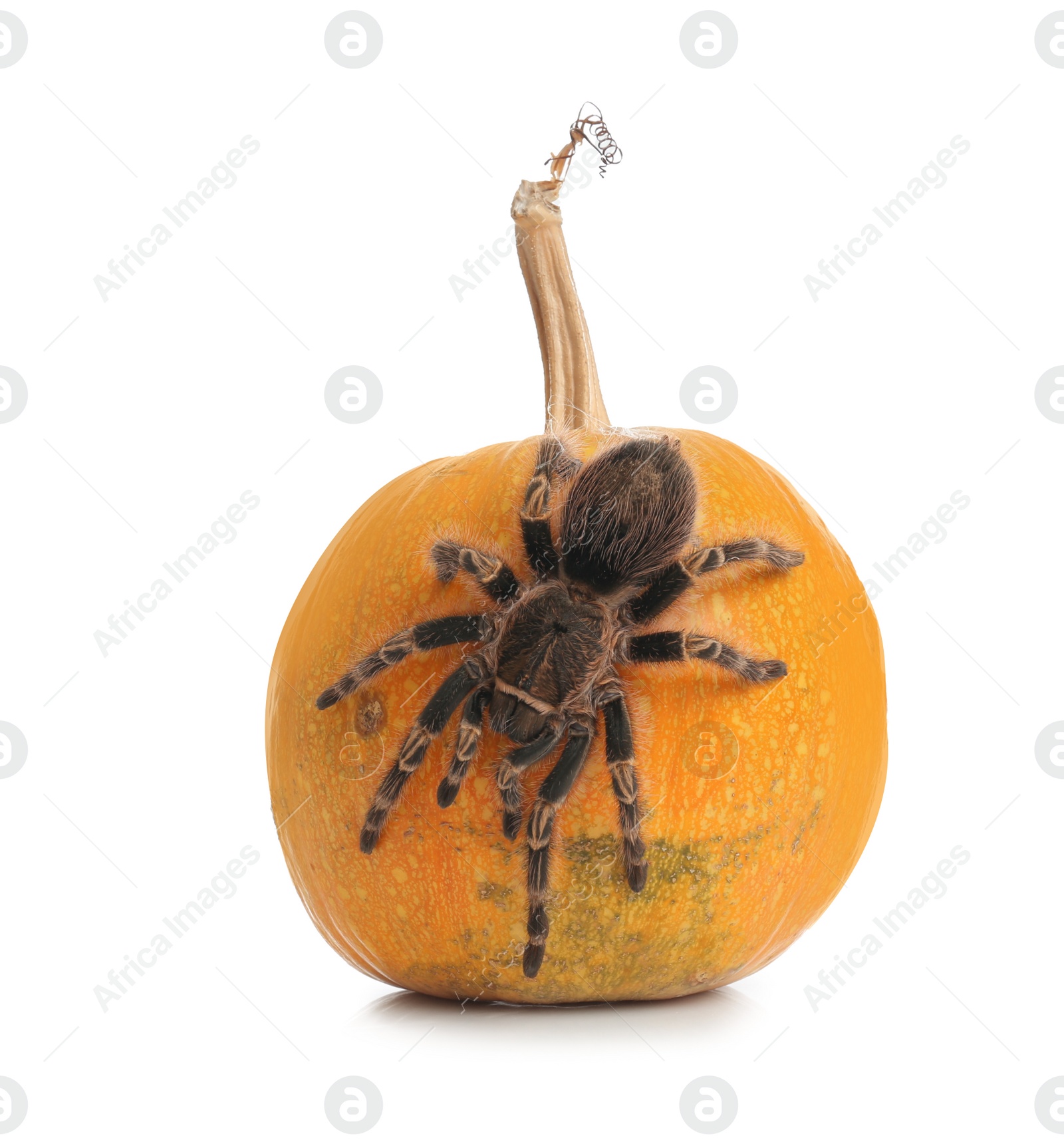 Photo of Striped knee tarantula and pumpkin isolated on white. Halloween celebration