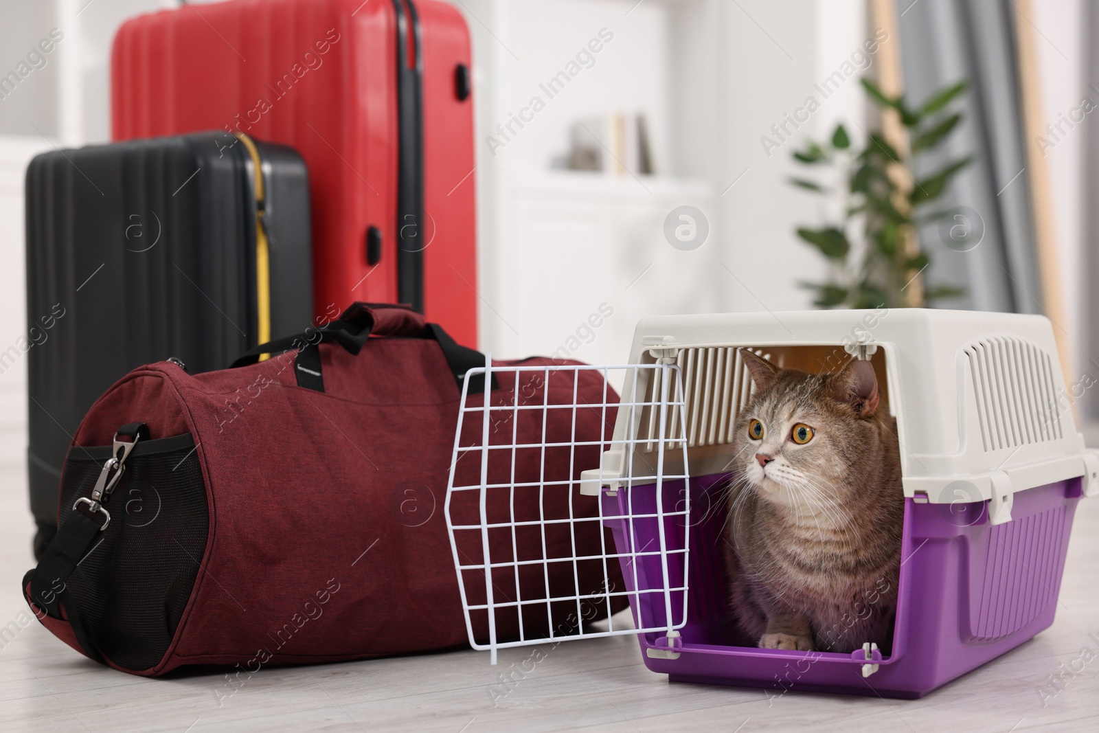 Photo of Travel with pet. Cute cat in carrier and bag at home