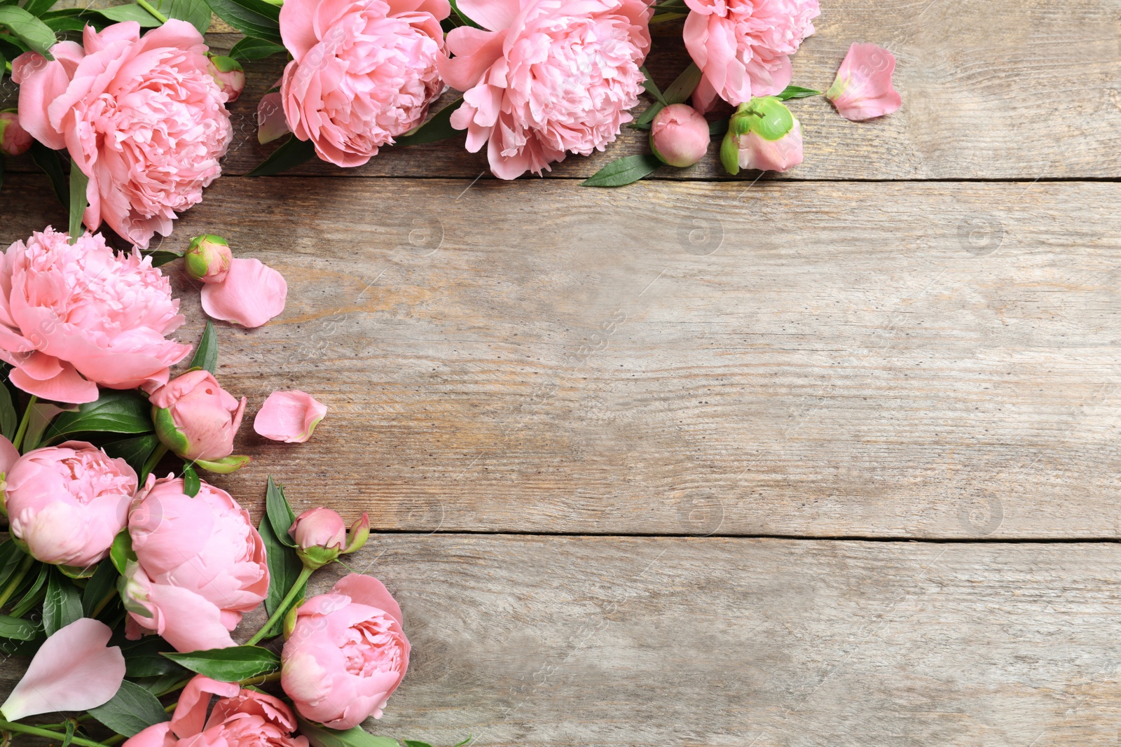 Photo of Beautiful fragrant peony flowers on wooden background