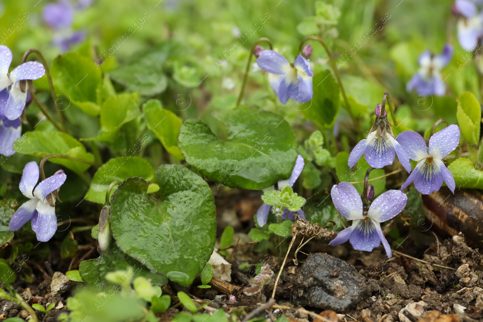 Photo of Beautiful wild violets blooming in forest. Spring flowers