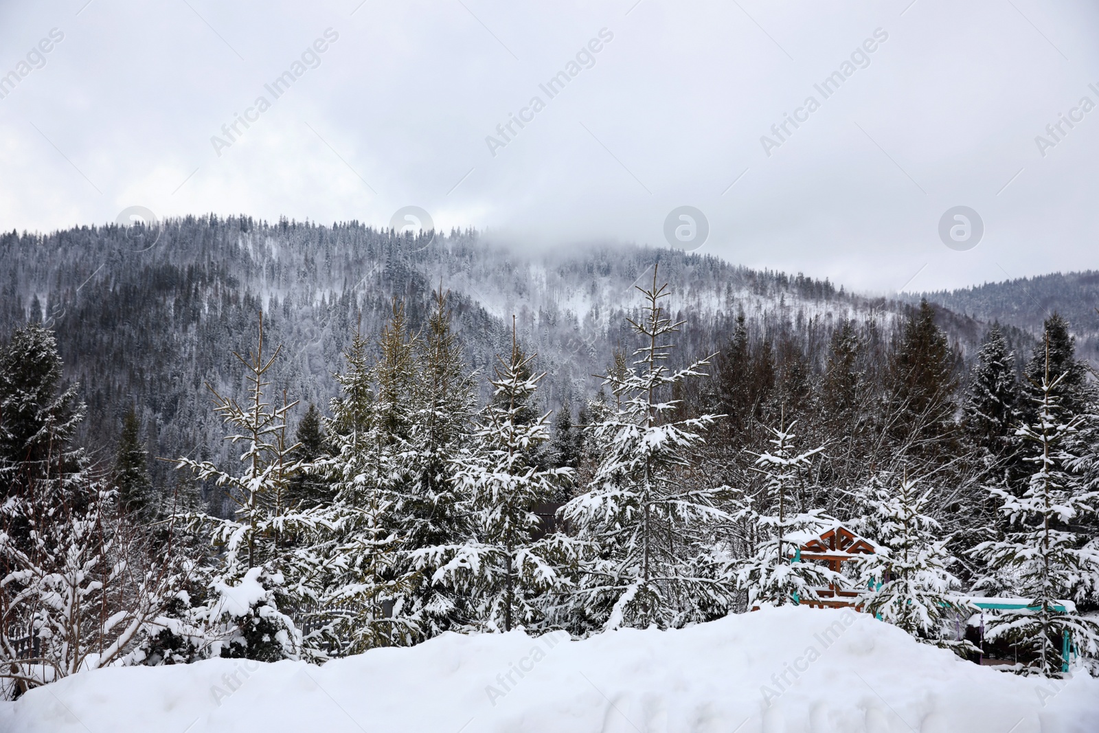 Photo of Beautiful landscape with forest on snowy winter day