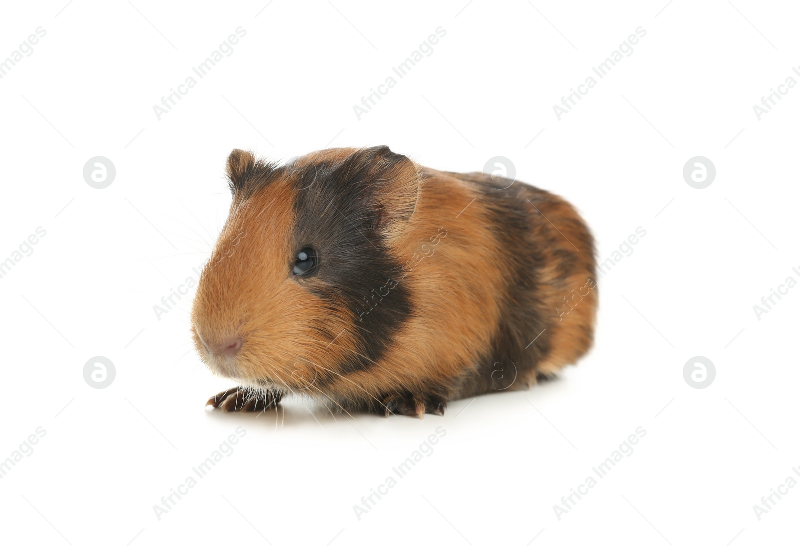 Photo of Cute funny guinea pig on white background