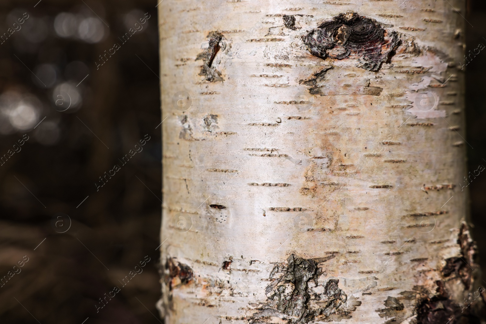 Photo of Texture of bark on tree trunk outdoors, closeup