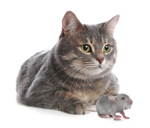 Image of Cute tabby cat and rat on white background