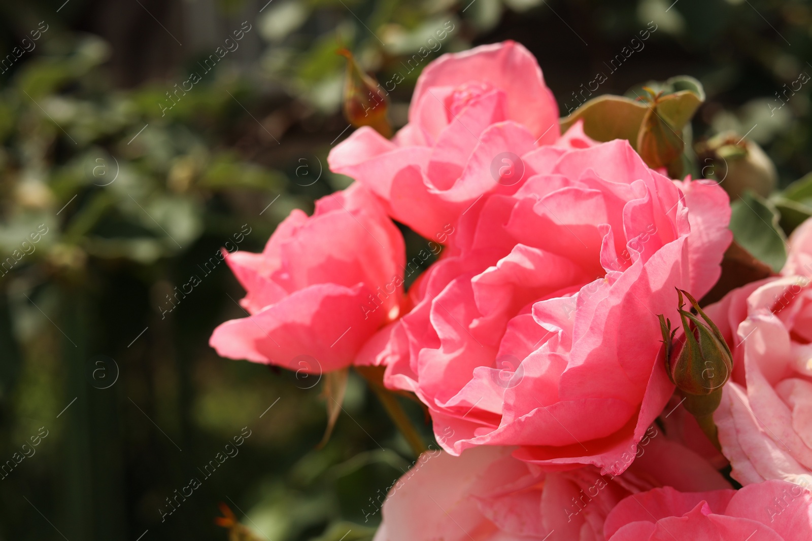 Photo of Closeup view of beautiful blooming rose bush outdoors on summer day