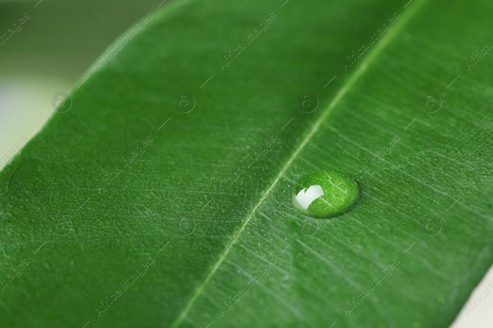 Photo of Macro view of water drop on green leaf