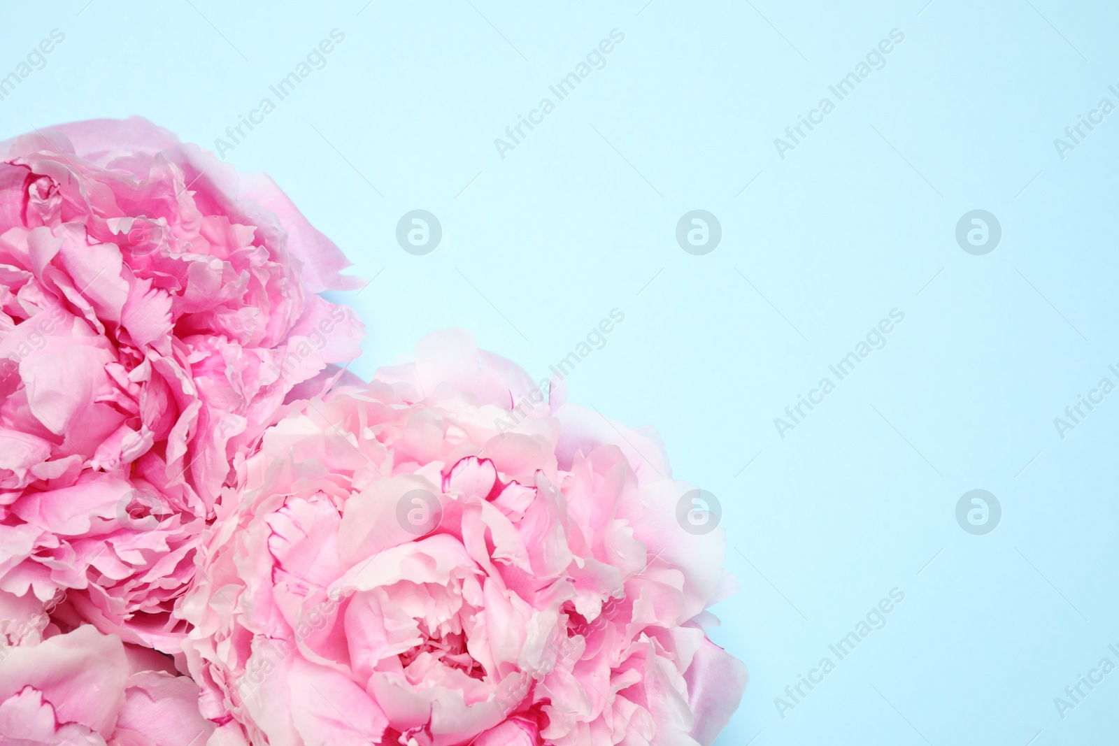 Photo of Beautiful pink peonies on light blue background, flat lay. Space for text